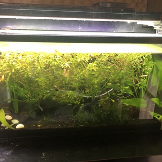 急募！ワイルドベタ 、エンドラーズ