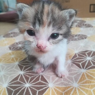 愛らしい三毛の仔猫ちゃん♪
