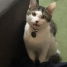 の写真