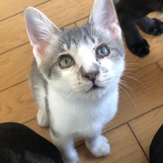 サバトラかまってかまって甘えん坊男子★まー