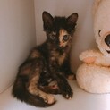 お姫様の様な　可愛さ❤︎チルたん