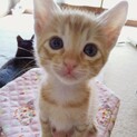 ちゃとらベィビィ