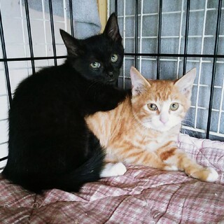 愛らしい兄妹子猫