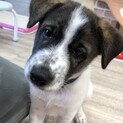 トライアル決定　一時停止　元気な子犬