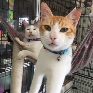 近隣住民から嫌がらせをされた子猫