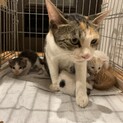 親猫と子猫の里親様募集中