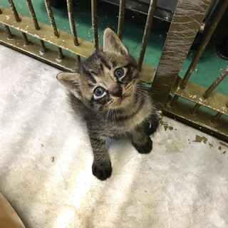 生後ひと月程度のキジトラ男の子