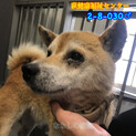 譲渡されました☆可愛いおじいちゃんわんこ　030