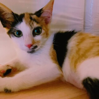 家族が出来ました♡美猫三毛♀パールレディ