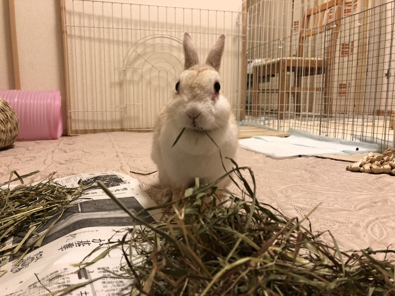 かくれんぼーず【しーちゃん】 サムネイル7