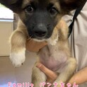 雑種の子犬 パンナちゃん 里親様募集です☆