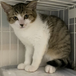 保護猫の里親会 サムネイル2