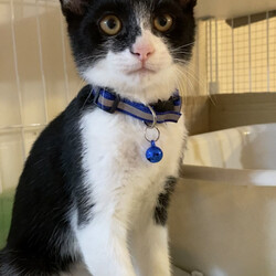 保護猫の里親会 サムネイル3