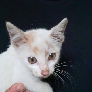 家族を探しています