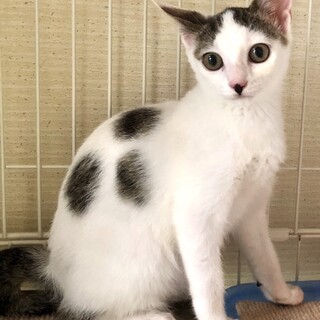 スズちゃん❣️ジンくんと一緒に正式譲渡
