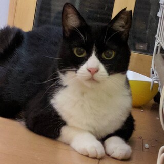 人懐っこい黒白のビーナスちゃん！