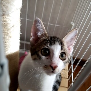 ハチワレのキジトラ♡ピカチュウみたい♡