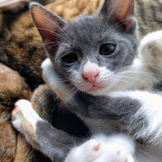 多頭飼育救済！　グレー白遊びさかりのやんちゃ女の子