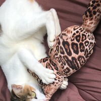 ひらす、ひーちゃん