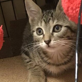 可愛いキジトラのあんずちゃん【トライアル中】