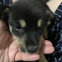 素直でかわいい子犬ちゃん♡♡