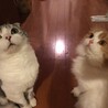 ごまちこ