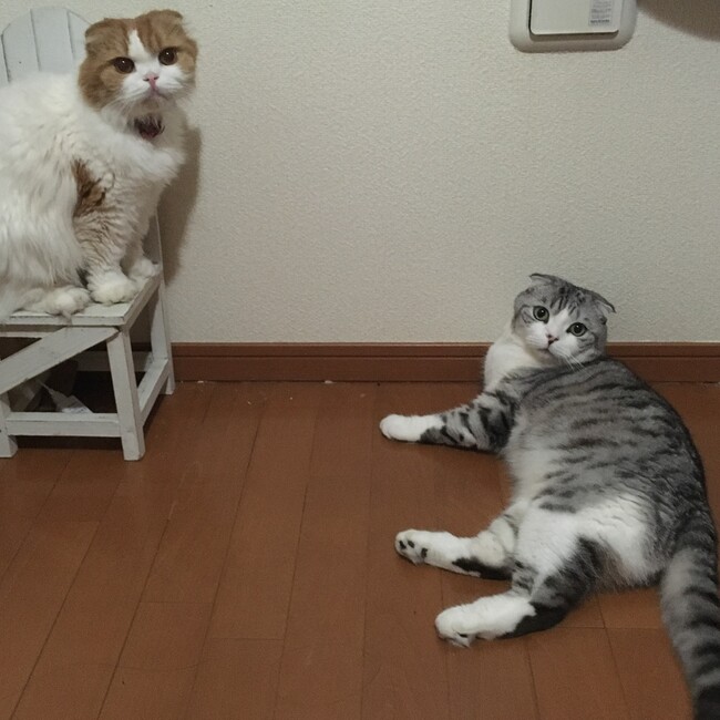 ごまちこのカバー写真