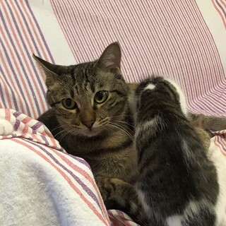 人間大好きの男の子　ふうが