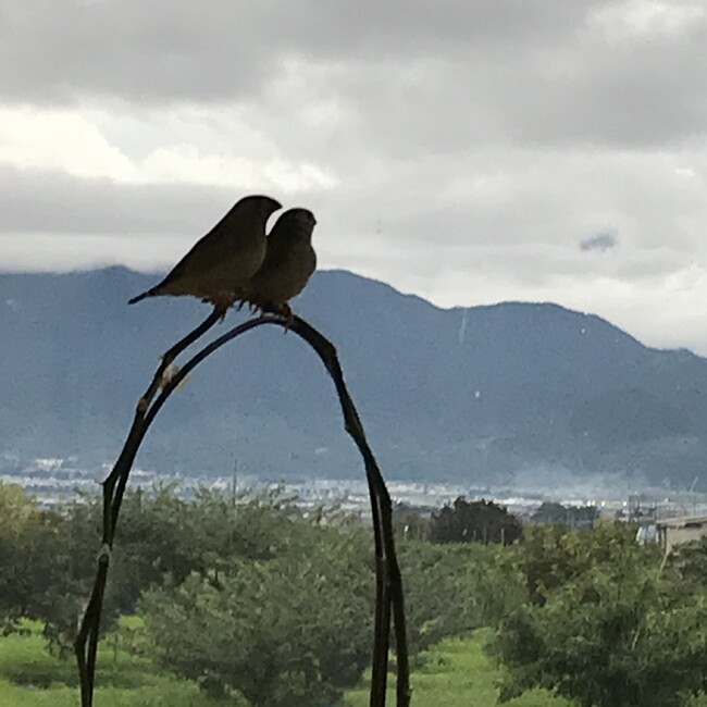 けんけんのおかんのカバー写真