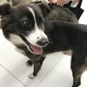 一旦募集停止・約5歳・ボーダーコリー風女の子