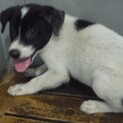 里親様に迎えられました。子犬♂112