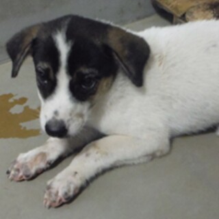 里親様に迎えられました。子犬♂113