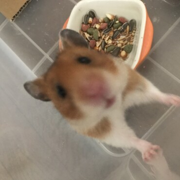 ぽのちゃん。