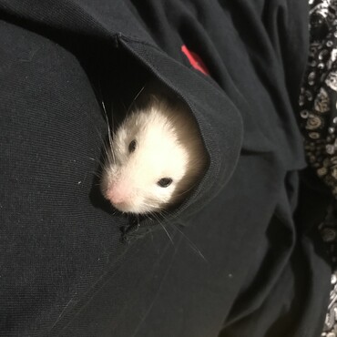 ぴのちゃん