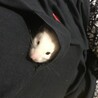 ぴのちゃん