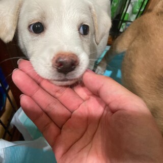 真っ白な男の子♡家族を探してます。