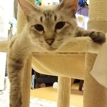 なんだかやる気が起きないにゃ〜