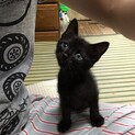 人懐っこくてかわいい黒猫くん