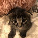 庭に放置された野良猫の赤ちゃんです。