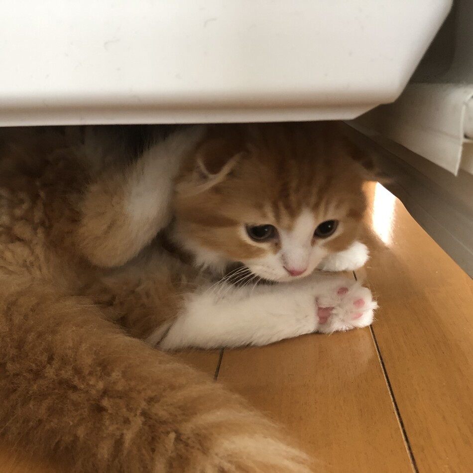 むぎのカバー写真