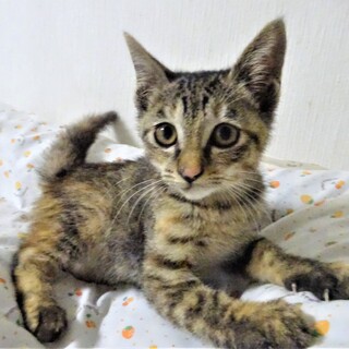 愛らしい性格、初心者OKな生後2か月、チイちゃん