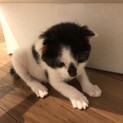さくらくんです。