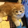 ネコハラ