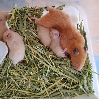 キンクマの子供