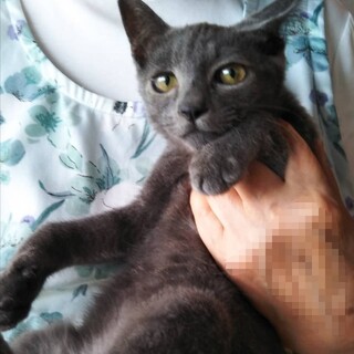 【11/14譲渡会参加】ロシアンブルーmix？♂