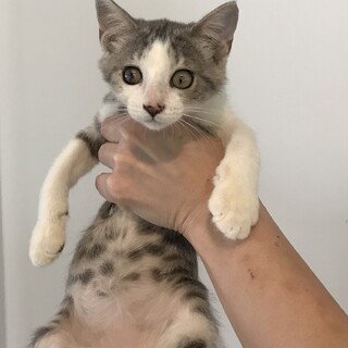 里親決定しました。