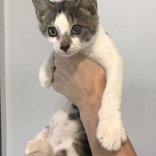 里親決定しました。