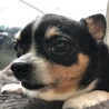 りんらんれん