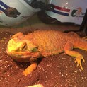 フトアゴヒゲトカゲ☆ジローくんです