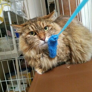 ゴージャズ長毛サビ成猫さん